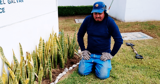 Servicios de jardinería